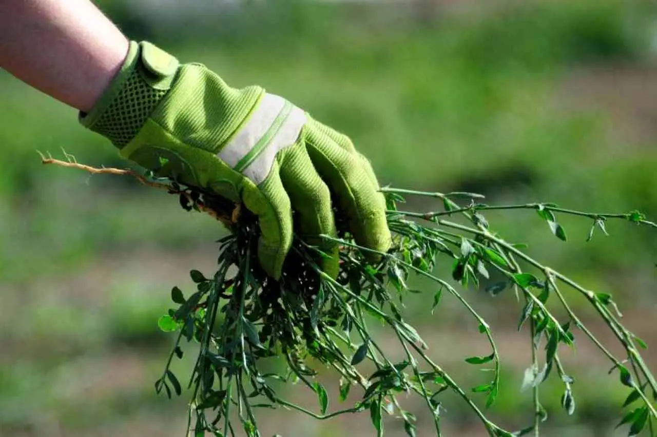 SP - Vialetto infestato con bottiglia naturale